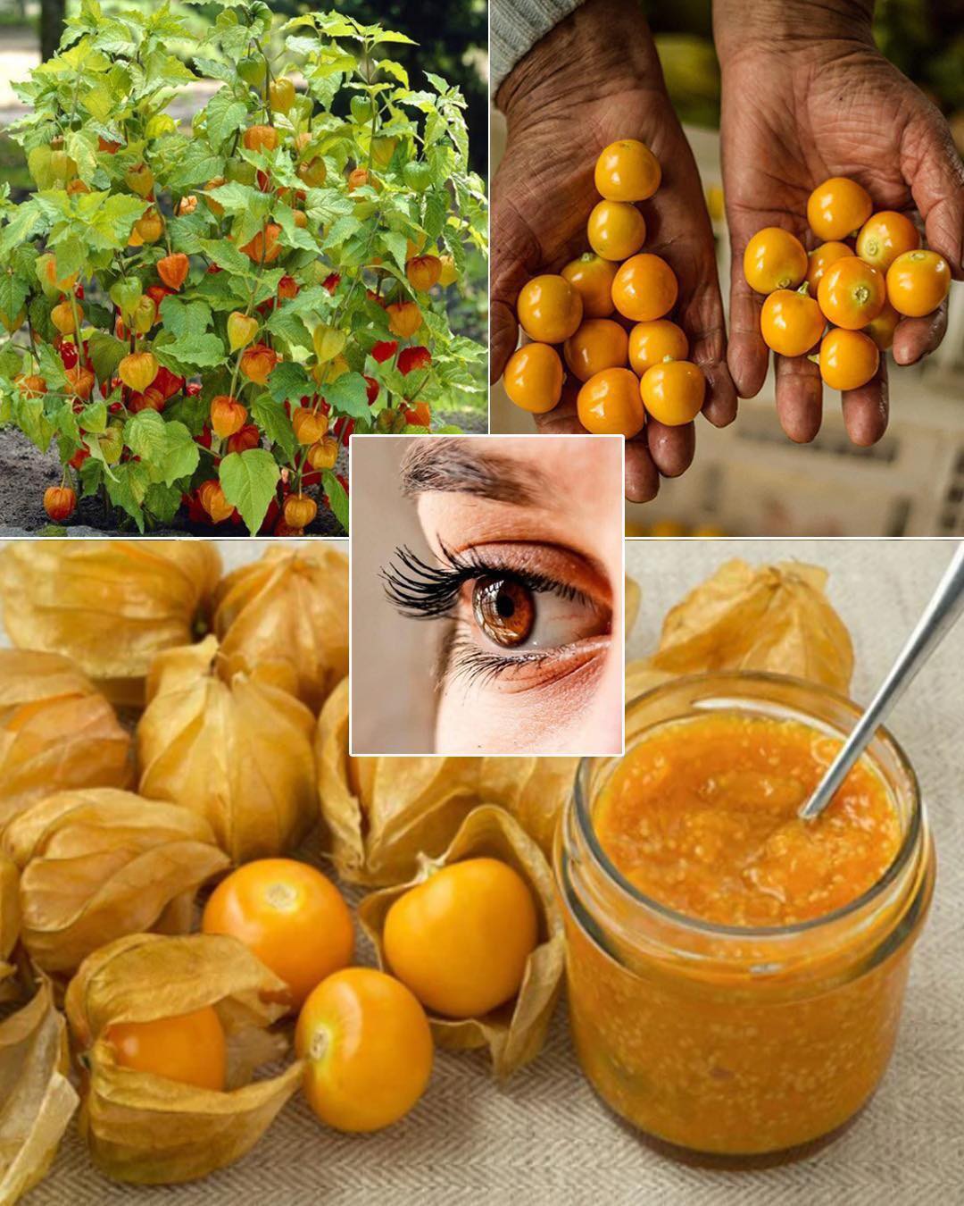 Uchuva Tree Uchuva: El Pequeño Tesoro Nutricional con Grandes Beneficios para la ...