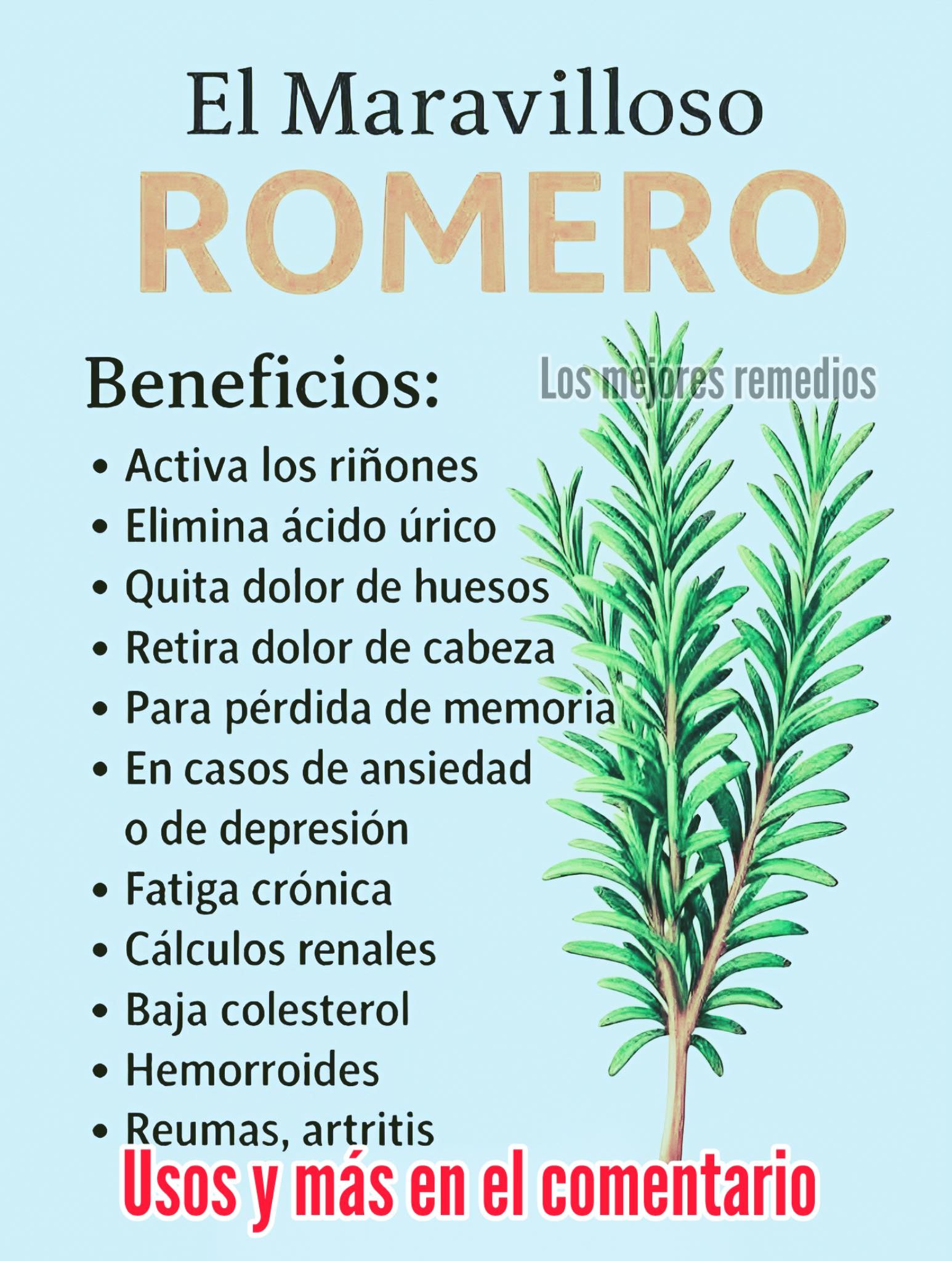 60 Beneficios del Romero en tu Cuerpo: Usos, Recetas y Formas de ...