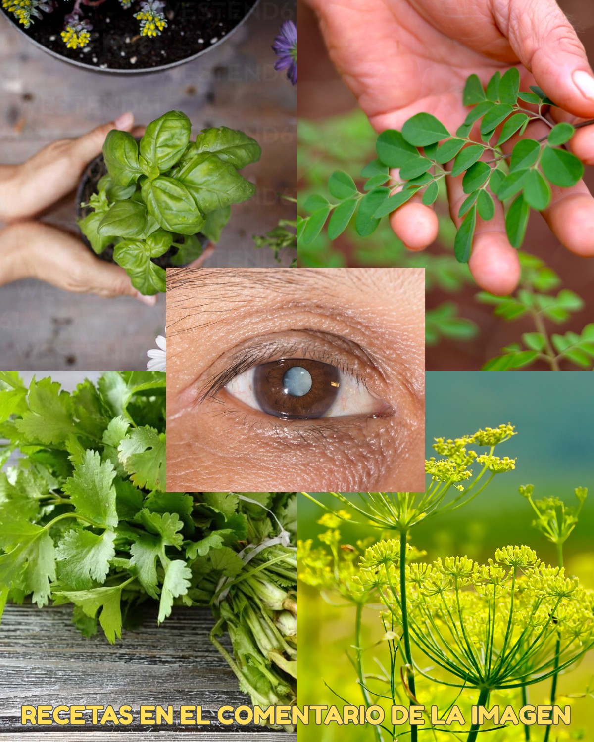7 Hojas Medicinales para Cuidar tu Vista de Forma Natural - INICIO